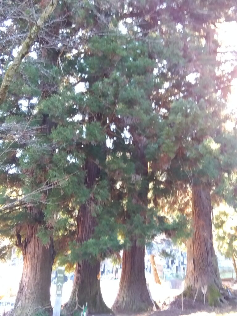 五本杉と呼ばれているが落雷で焼失の４本杉