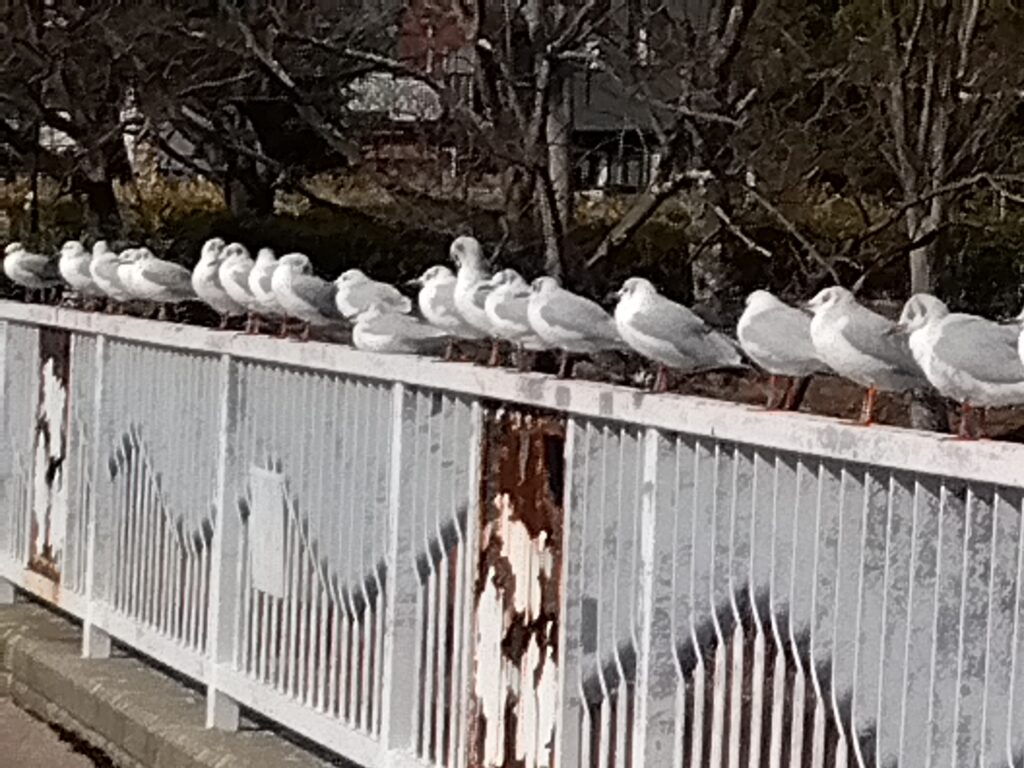 欄干にズラ~~ッと並ぶゆりかもめ
