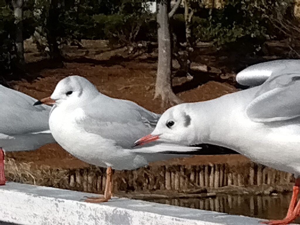 飛び立とうと羽を広げるゆりかもめ