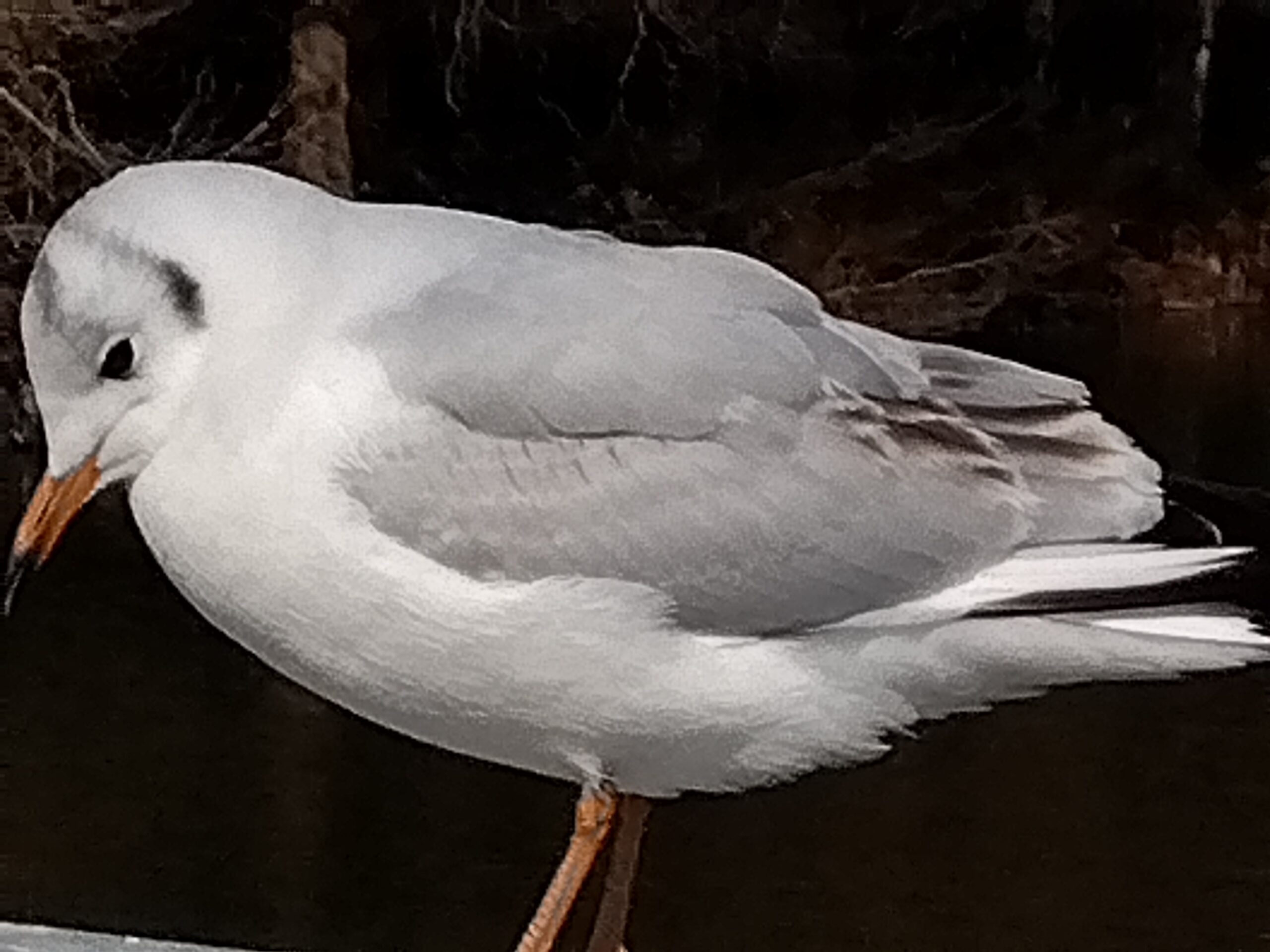 ウンウンしているゆりかもめ