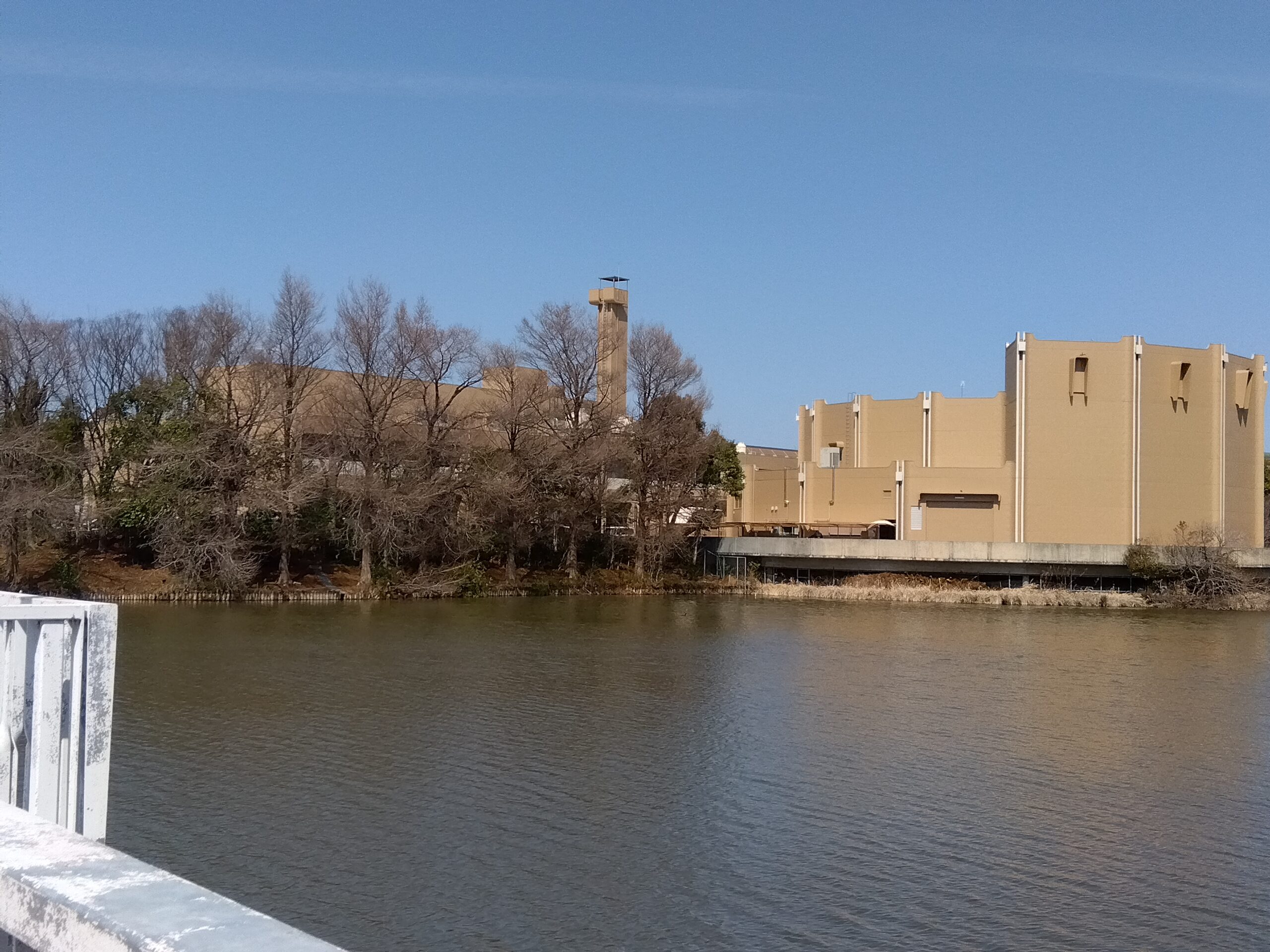 大池から見た文化会館