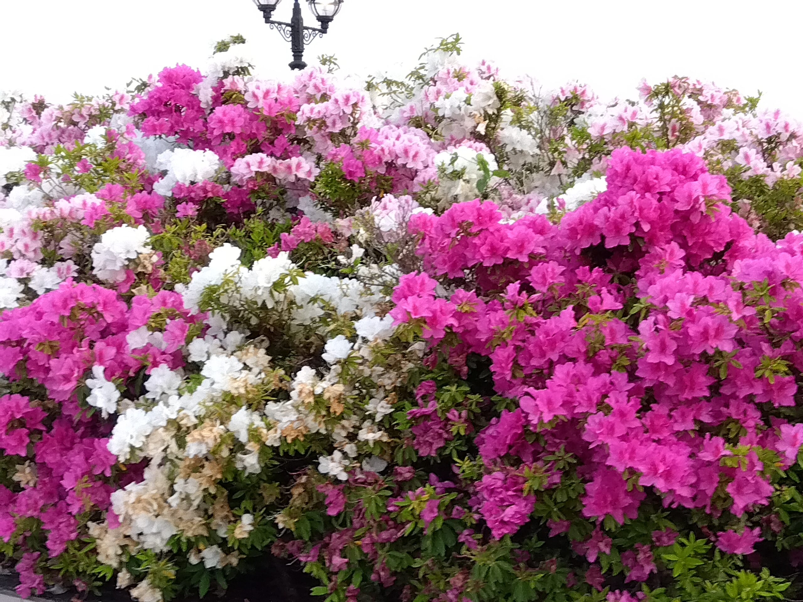 赤・白・ピンクと咲き誇るツツジ