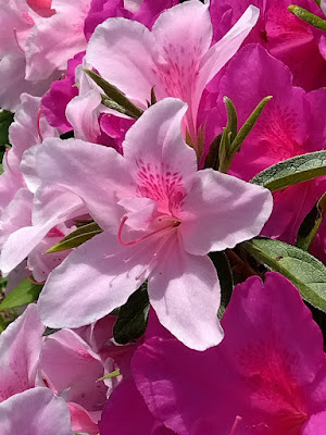 ピンクのツツジ