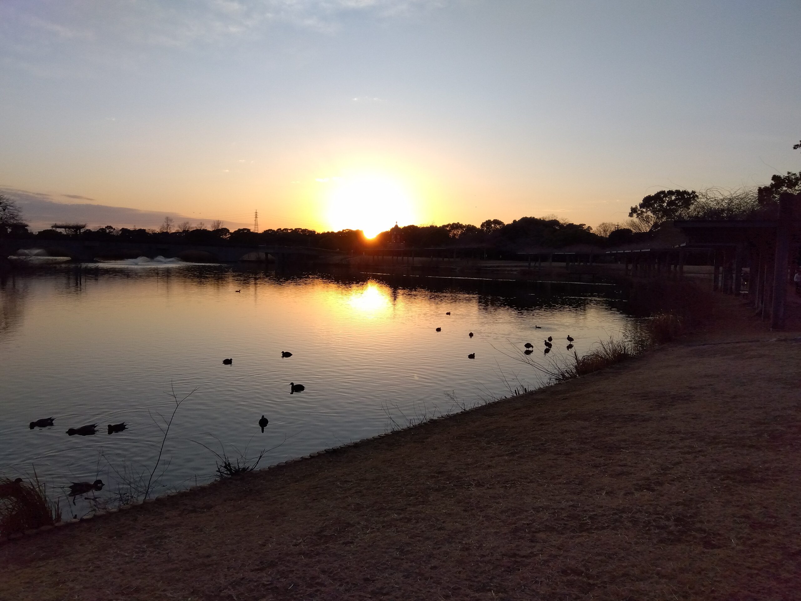 夕陽とカルガモ君達