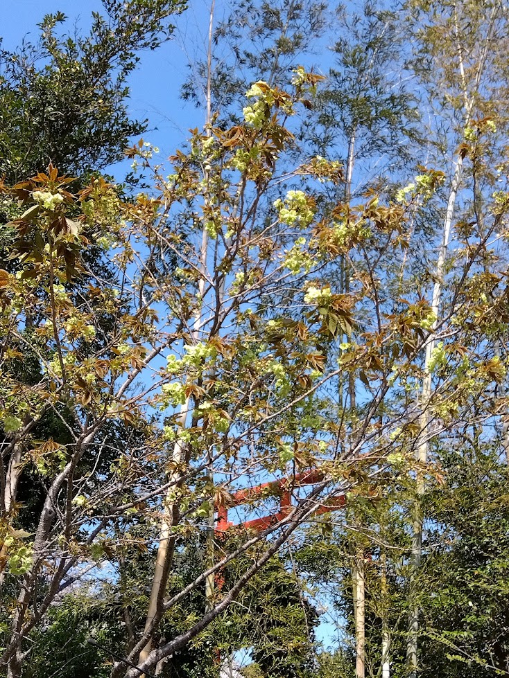 緑色のさくら